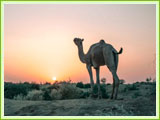 Camel ride on the Sand Dunes 
