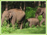 Elephant at Nagarhole National Park