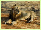 Lion at Gir Sanctaury
