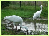 Siberain Crane, Bharatpur Bird Sanctuary