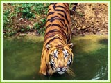 Tiger at Jim Corbett National Park