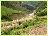 Valley of Flower