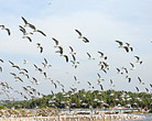 Kadalundi Bird Sanctuary in Vallikunnu Beach