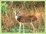 Bandhavgarh National Park